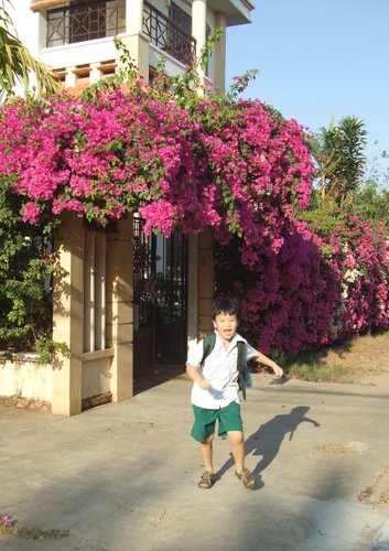 Giàn hoa giấy dịu êm